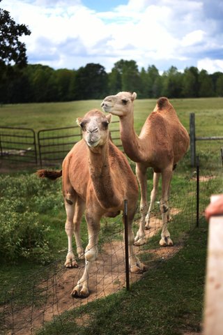 Grazing with the camels!