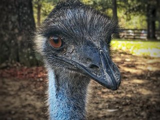 Emus!