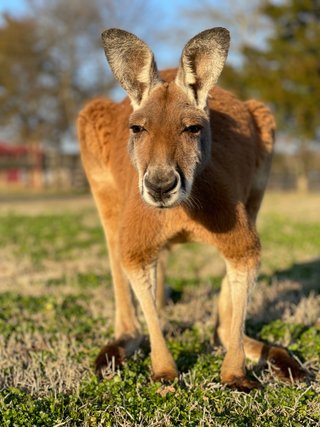 Kangaroos!