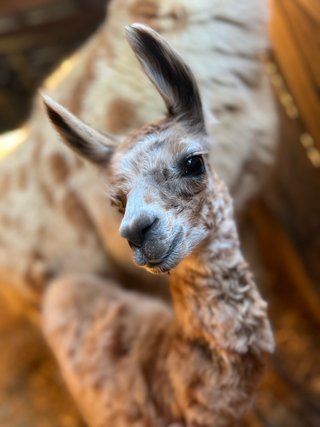 Llamas!