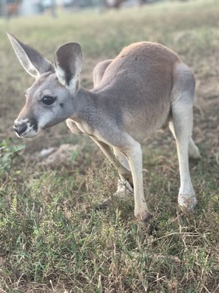 Roos!