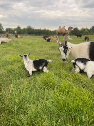 More goats!