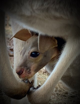 Brand new baby roo!