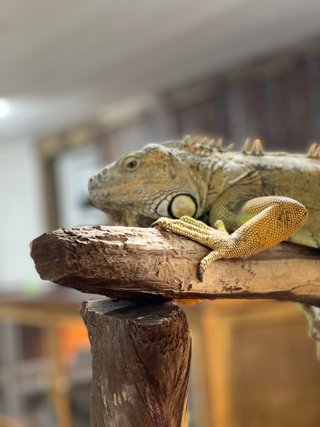 More reptiles!