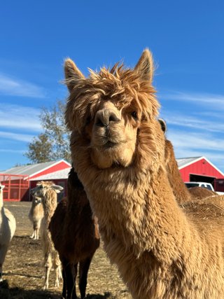 More Camels!
