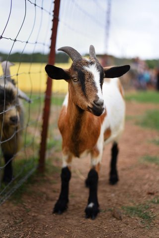 Goats!