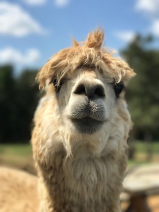 Camels!